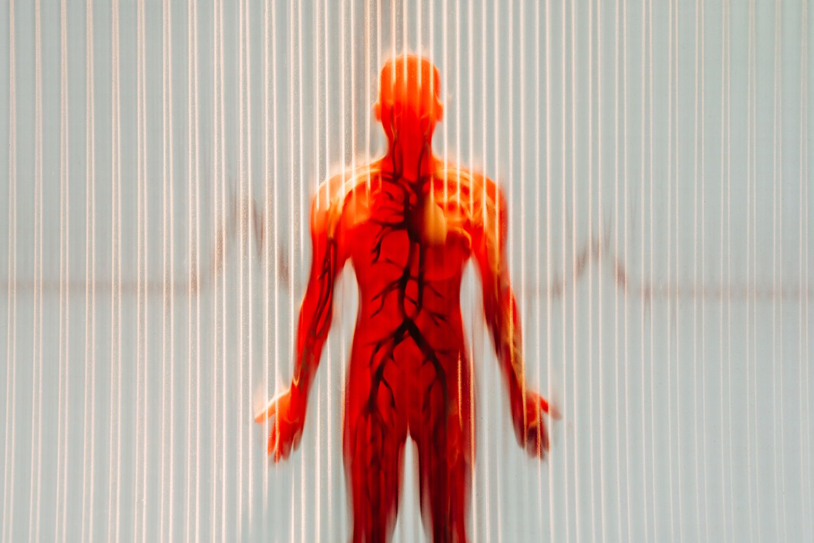 Silueta de un cuerpo humano que resalta el sistema circulatorio.